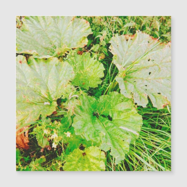 Magnetic Card (Front)