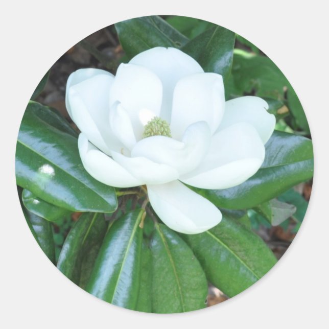 Magnificant Magnolia Classic Round Sticker (Front)