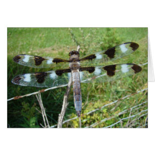 Magnificent Dragonfly