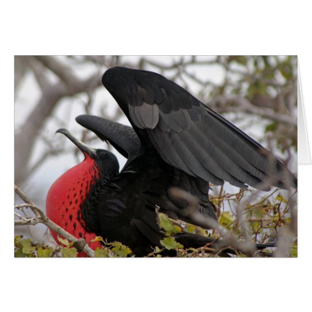 Magnificent Frigate Bird (Front Horizontal)