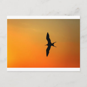 Magnificent frigate bird flying orange sunset postcard