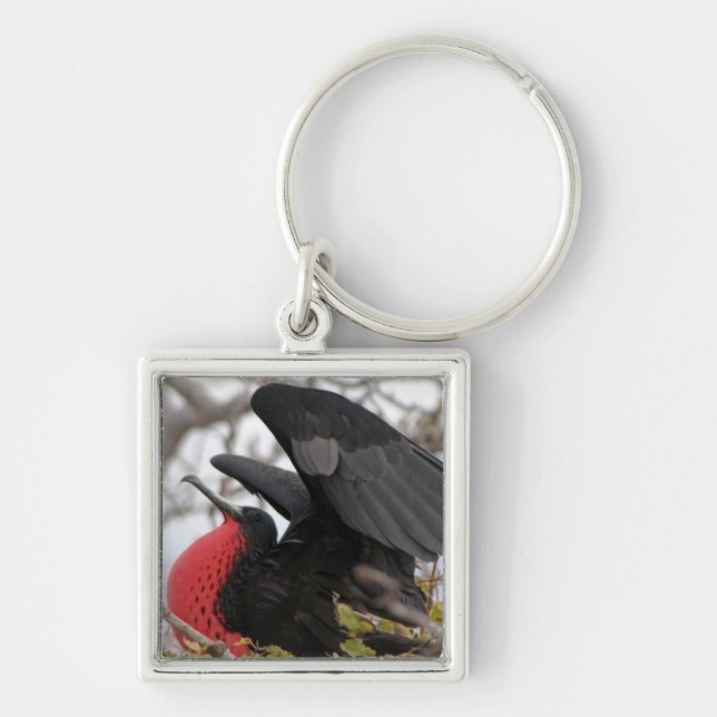 Magnificent Frigate Bird Key Ring (Front)
