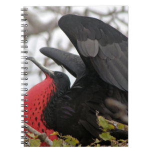 Magnificent Frigate Bird Notebook
