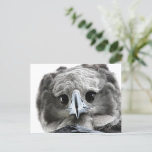 "Magnificent Harpy Eagle" Postcard