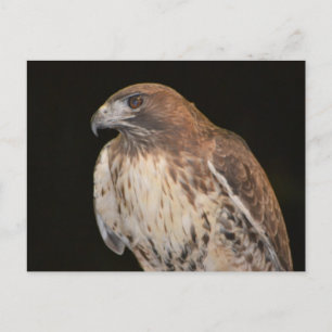 Magnificent Hawk Postcard