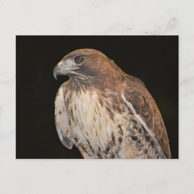 Magnificent Hawk Postcard (Front)