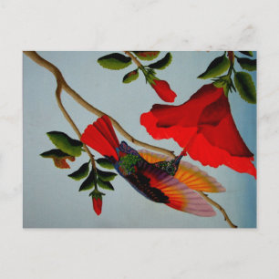 Magnificent Hummingbird Postcard
