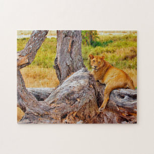 Magnificent Lions of South Africa Jigsaw Puzzle