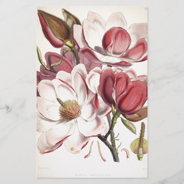 Magnificent Magnolia Stationery (Front)