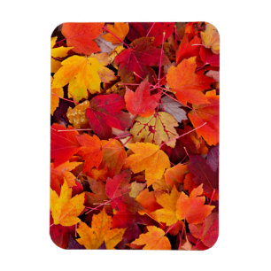 Magnificent Maple Leaves Magnet