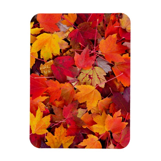 Magnificent Maple Leaves Magnet (Vertical)