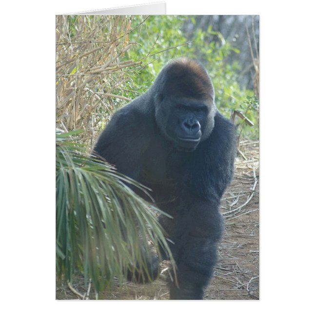 Magnificent Mountain Gorilla (Front)