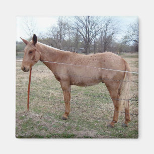 Magnificent Mule! Magnet