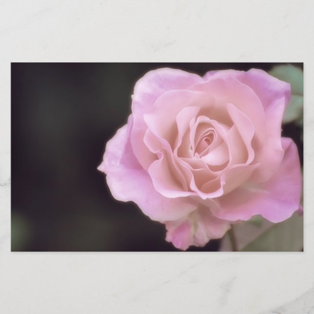 Magnificent Pink Rose Stationery (Front)