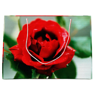 Magnificent red rose with morning dew drops  large gift bag