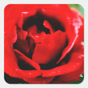 Magnificent red rose with morning dew drops square sticker