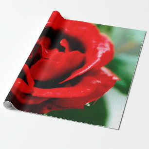 Magnificent red rose with morning dew drops wrapping paper