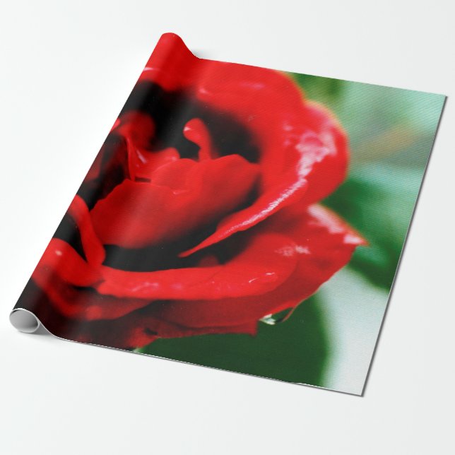 Magnificent red rose with morning dew drops  wrapping paper (Unrolled)