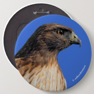 Magnificent Red-Tailed Hawk in the Sun 6 Cm Round Badge