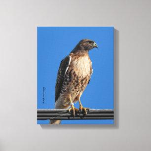 Magnificent Red-Tailed Hawk in the Sun Canvas Print