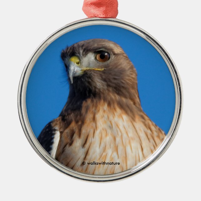 Magnificent Red-Tailed Hawk in the Sun Metal Tree Decoration (Front)