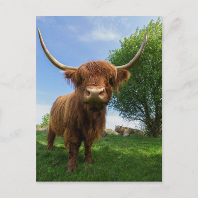 Magnificent Scottish Highland Cow Postcard (Front)