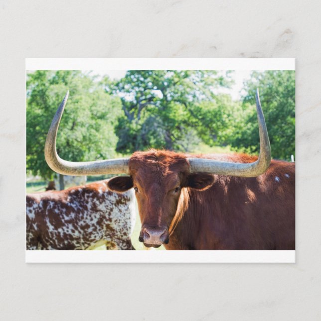 Magnificent Texas Longhorn Bull Postcard (Front)