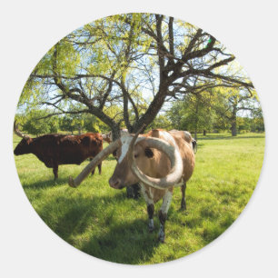 Magnificent Texas Longhorn Cattle Classic Round Sticker