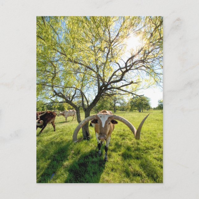 Magnificent Texas Longhorn Steer Postcard (Front)