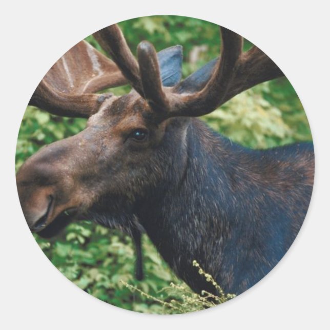 Magnificient Moose Classic Round Sticker (Front)