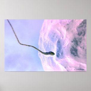 Magnified look at a sperm fertilising an egg poster