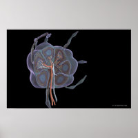 Magnified look of a lymph node