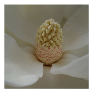 Magnolia 20" x 20",Poster Paper,Semi-Gloss Poster