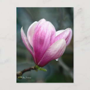 Magnolia After Rain Postcard