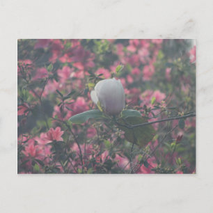 Magnolia Among the Azaleas Postcard