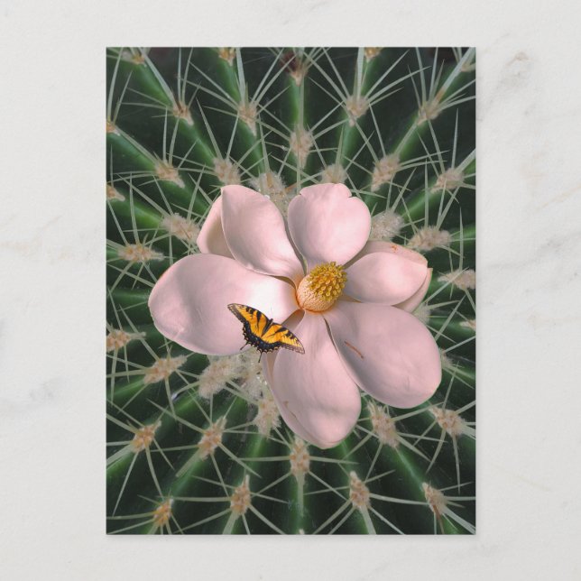 Magnolia art    postcard (Front)