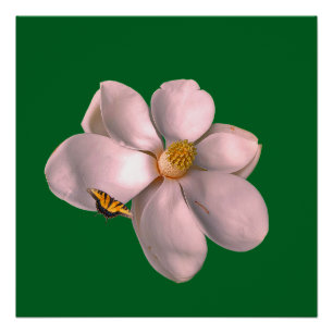 Magnolia art poster