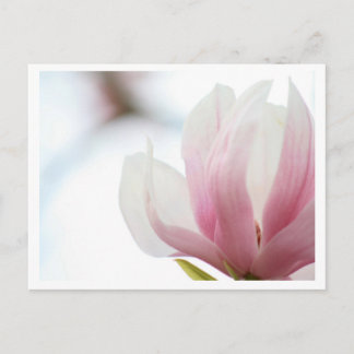 Magnolia Bloom Postcard