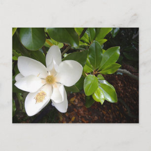 Magnolia Bloom Postcard
