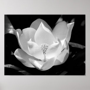 Magnolia Bloom Poster