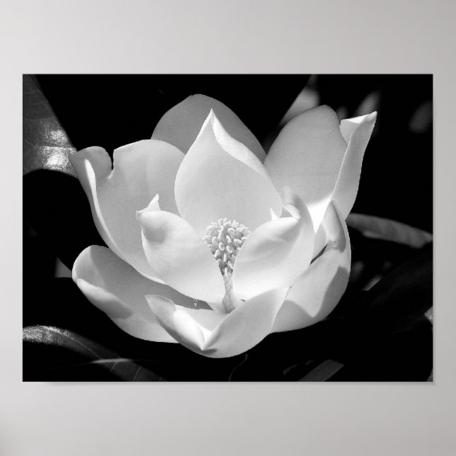 Magnolia Bloom Poster (Front)