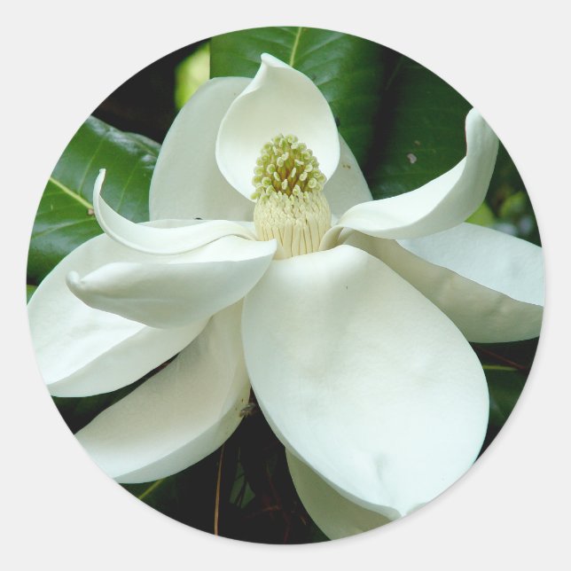 Magnolia Bloom Sticker (Front)