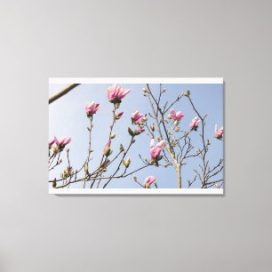 Magnolia Blooms Canvas Print