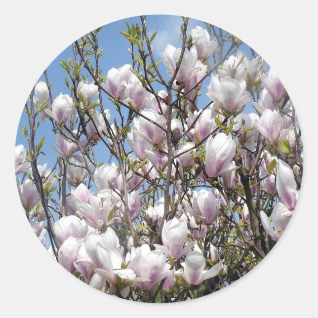 Magnolia Blooms In Spring Stickers (Front)