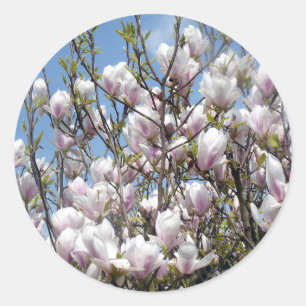 Magnolia Blooms In Spring Stickers
