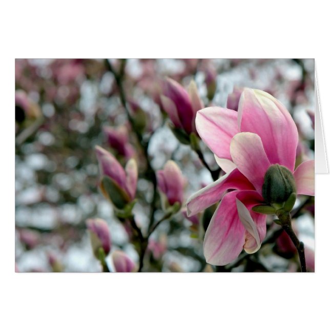 Magnolia Blossom and Buds (Front Horizontal)
