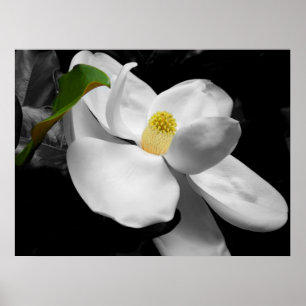 Magnolia Blossom Fine Art Print
