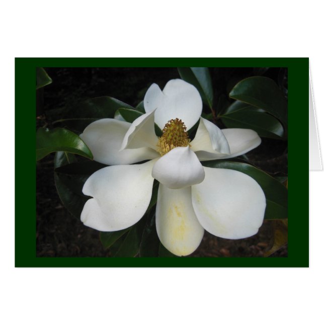 Magnolia Blossom.jpg (Front Horizontal)
