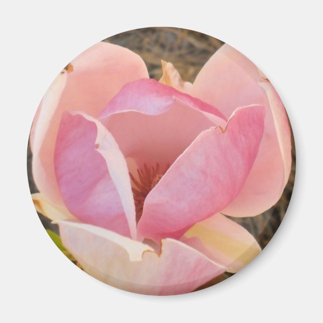 Magnolia Blossom Magnet (Front)