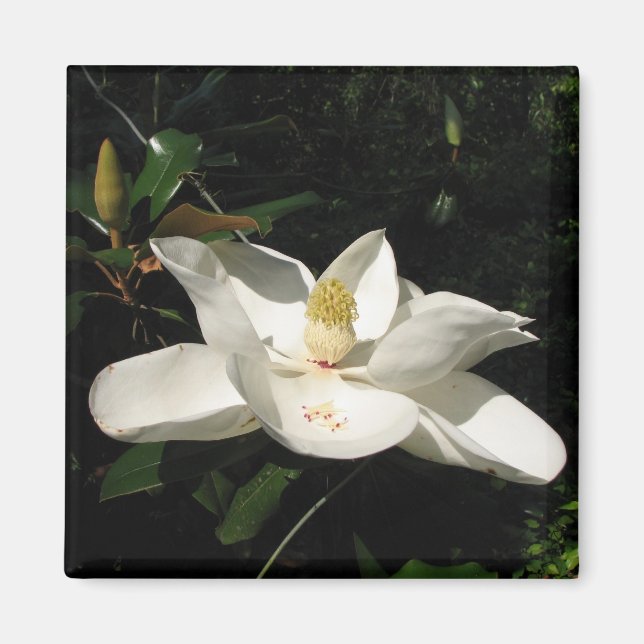 Magnolia Blossom Magnet (Front)